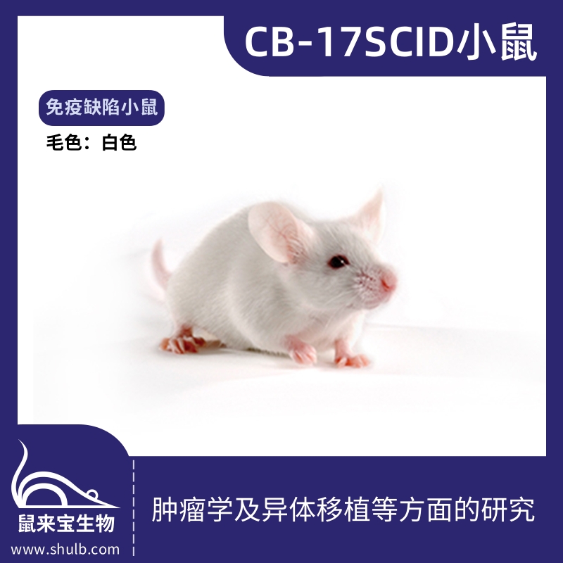 CB-17SCID小鼠