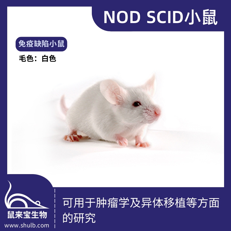NOD SCID小鼠