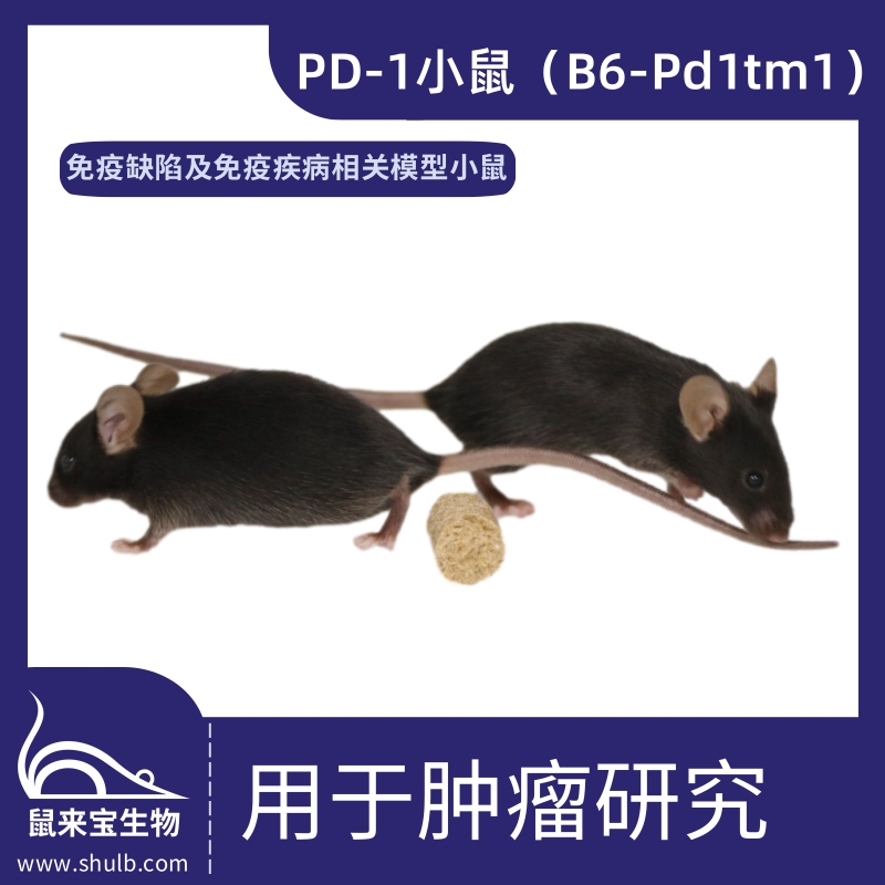 PD-1小鼠 (B6-Pd1tm1)