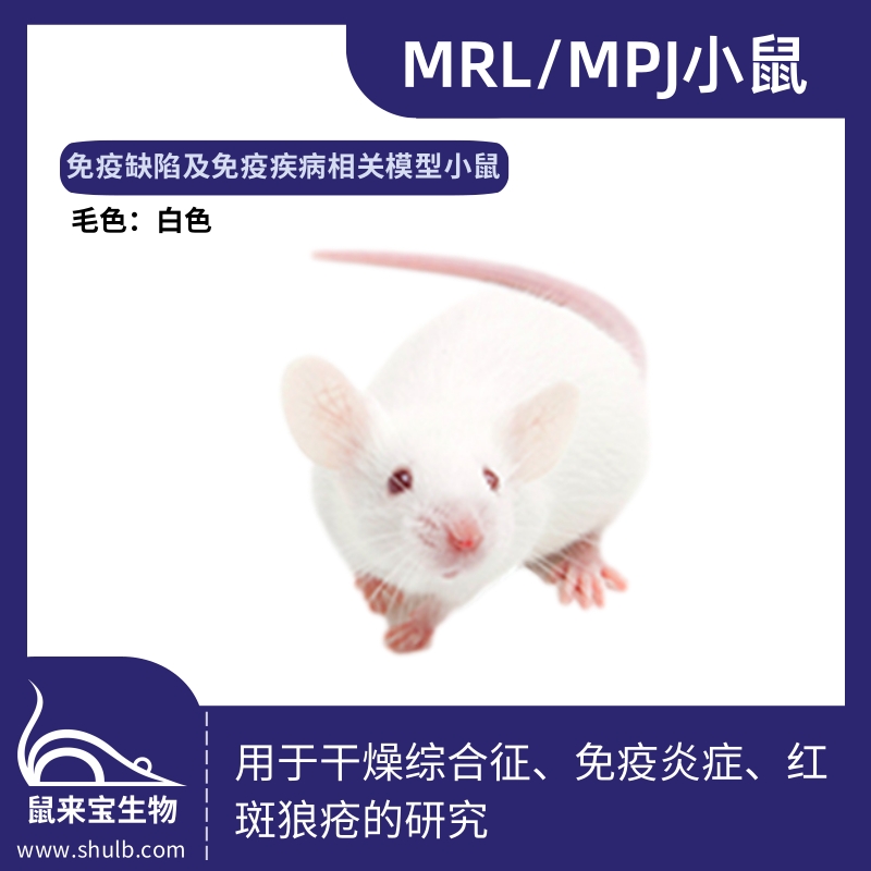 MRL/MpJ小鼠