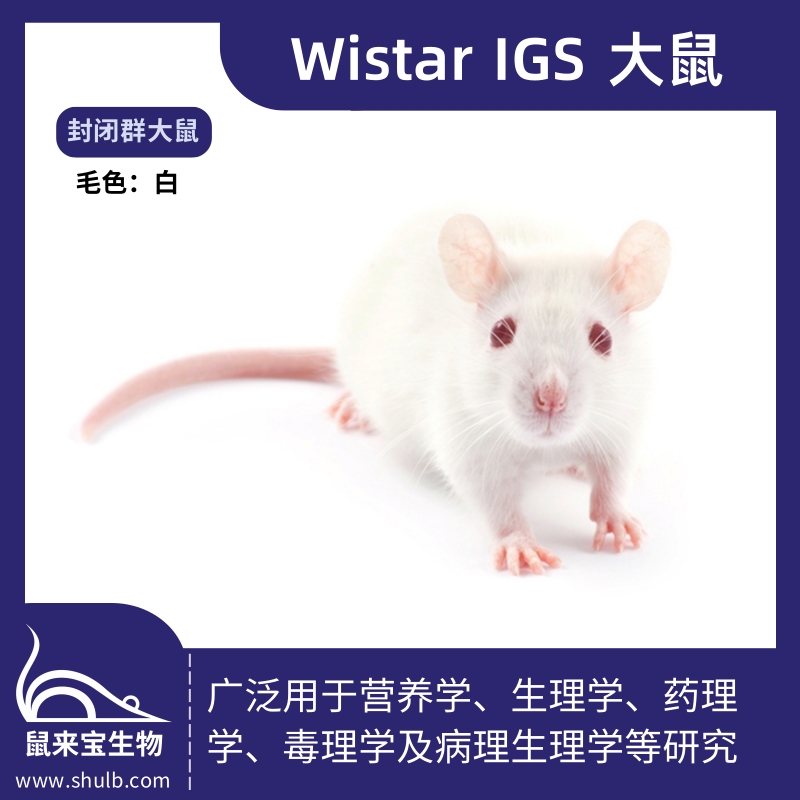 Wistar IGS大鼠
