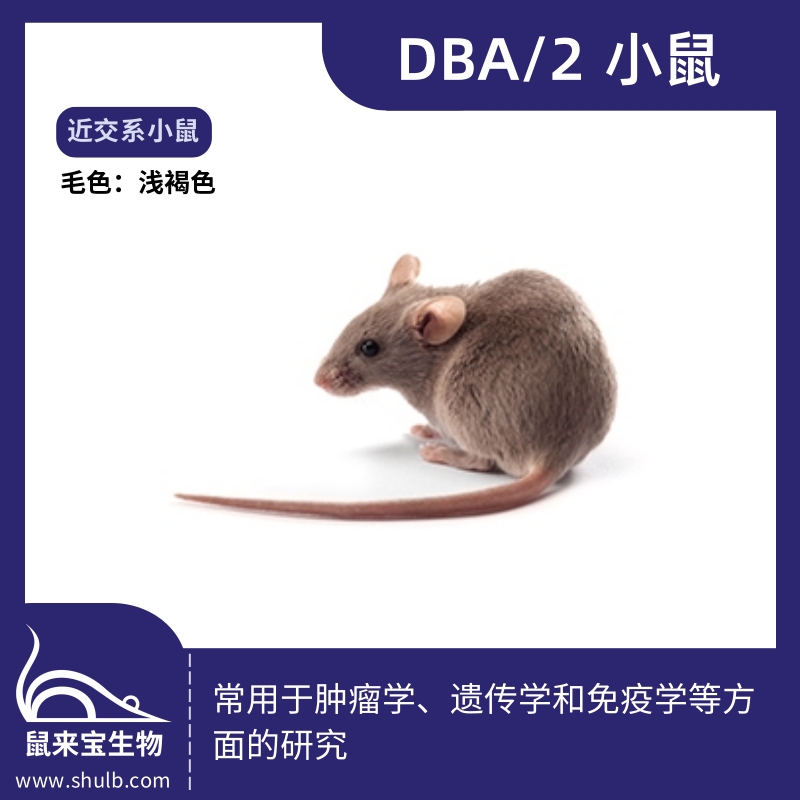 DBA/2小鼠