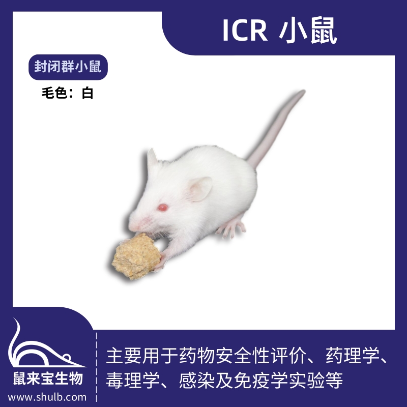 ICR小鼠