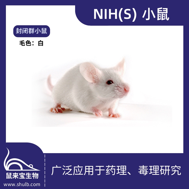 NIH(S)小鼠