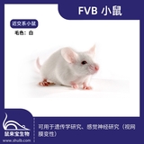 FVB小鼠 | 维通利华