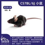 C57BL/6J小鼠