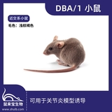 DBA/1小鼠