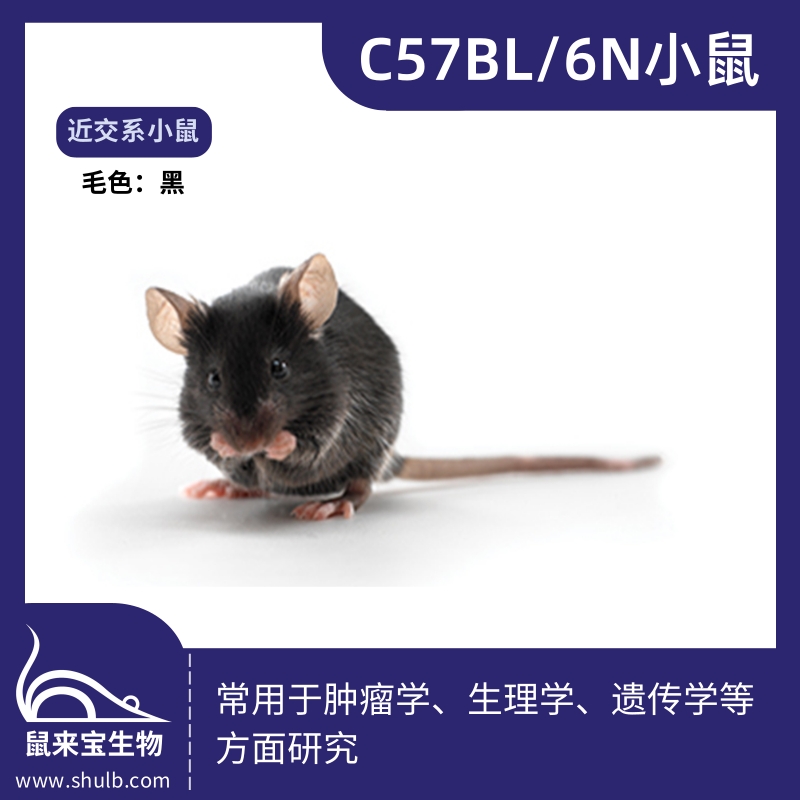 C57BL/6N小鼠