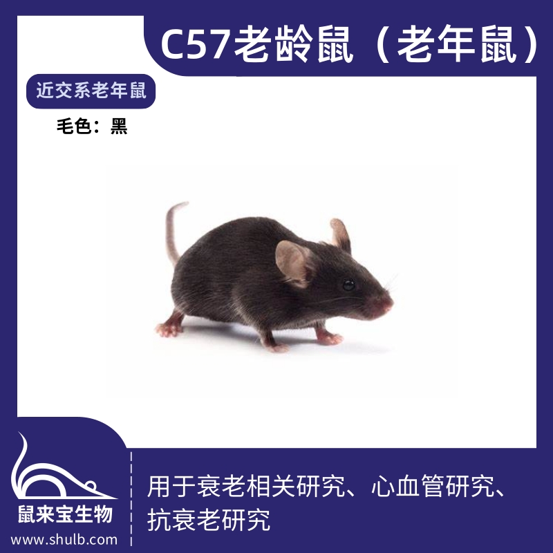 C57老龄鼠（老年鼠）