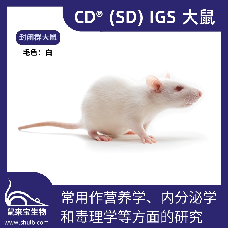 CD® (SD) IGS大鼠