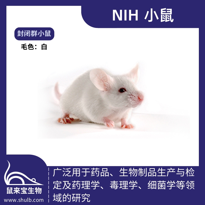 NIH小鼠