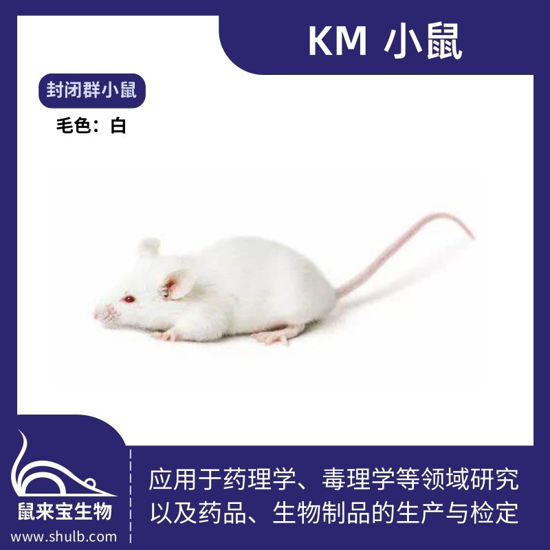 KM小鼠