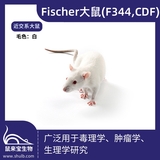 Fischer大鼠 (F344)