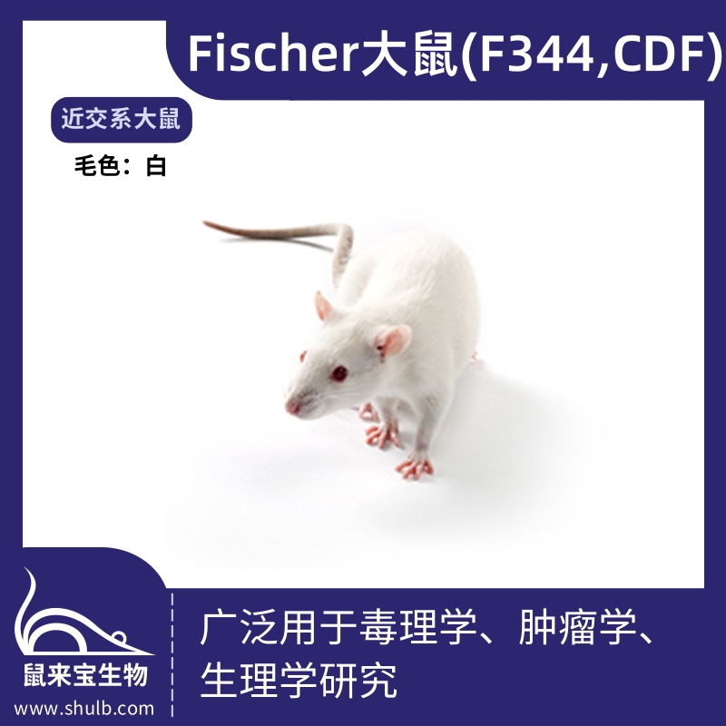 F344 (CDF)大鼠
