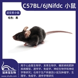 C57BL/6JNifdc小鼠