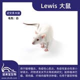Lewis大鼠