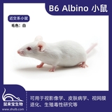 B6 Albino小鼠