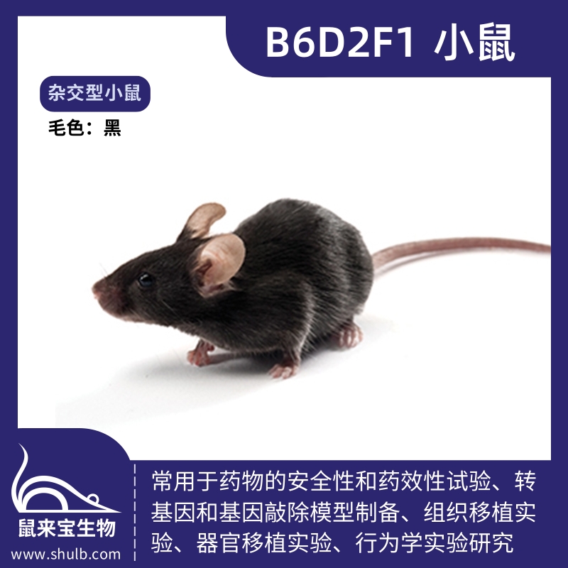 B6D2F1小鼠