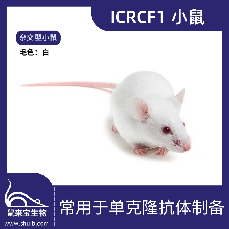 ICRCF1小鼠