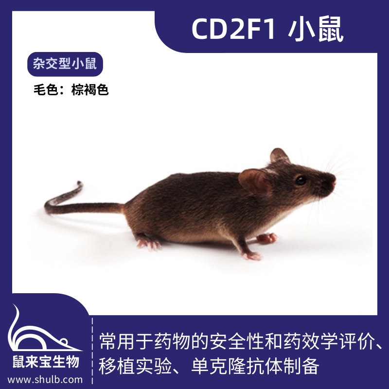 CD2F1小鼠