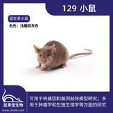 129小鼠