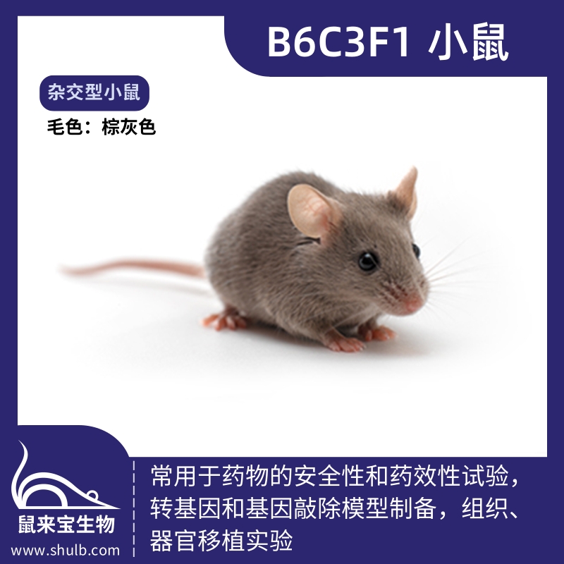 B6C3F1小鼠