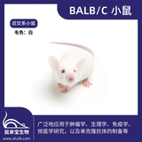 BALB/c小鼠 | 维通利华