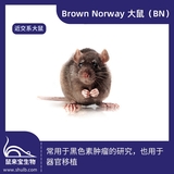Brown Norway大鼠 (BN) | 维通利华