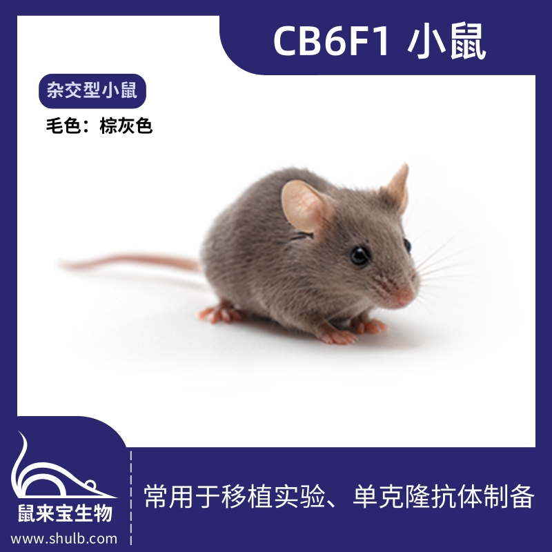 CB6F1小鼠