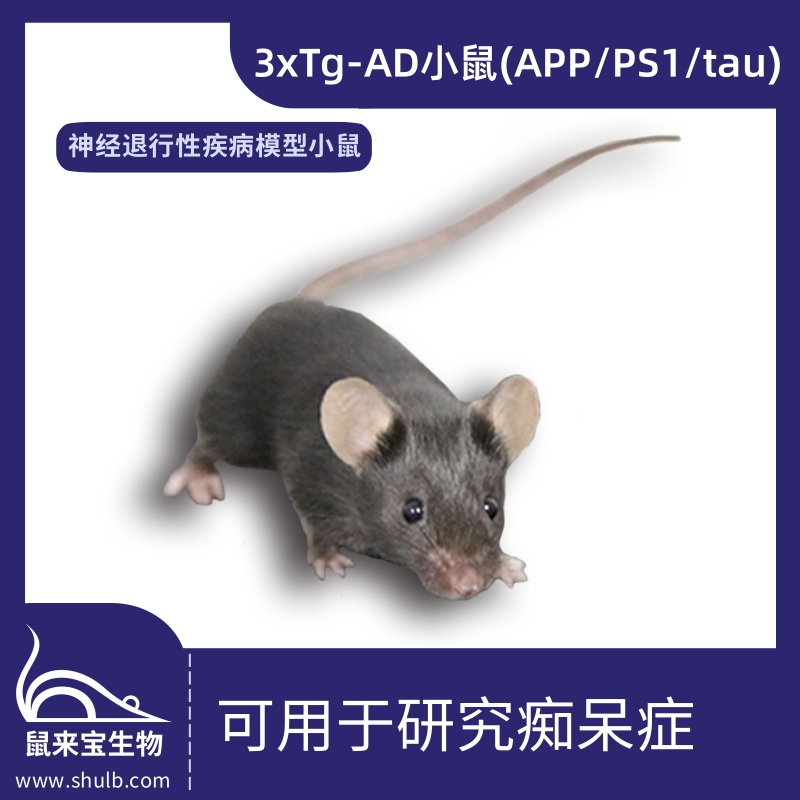 3xTg-AD小鼠 (APP/PS1/tau)