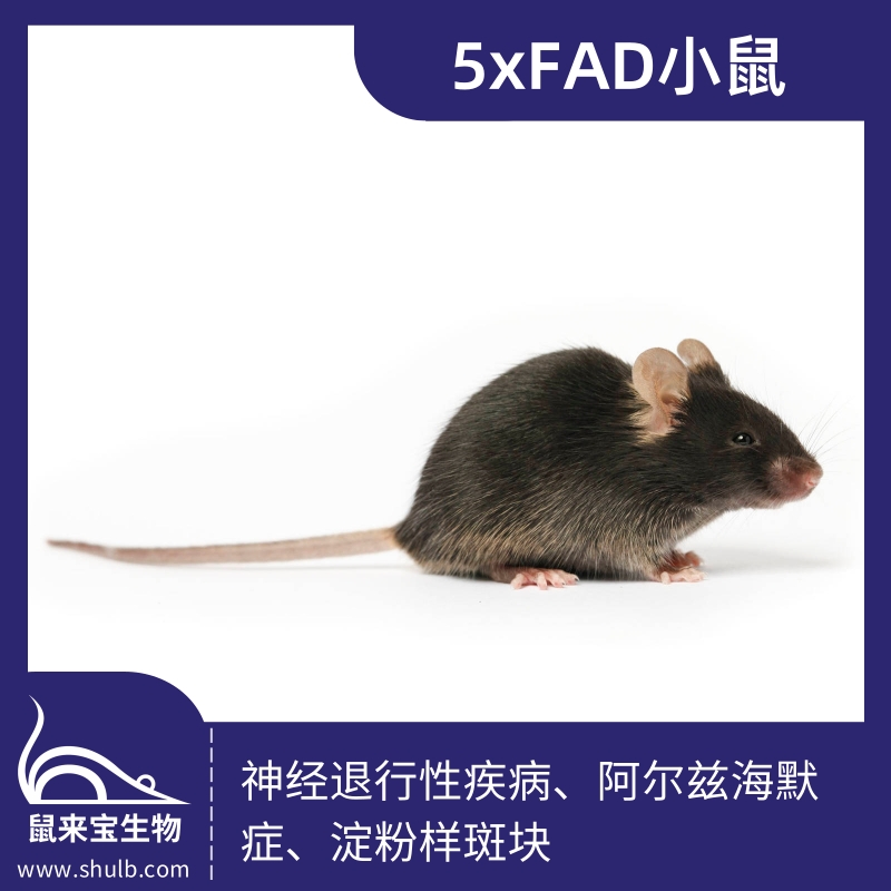 5xFAD小鼠