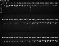 基因型鉴定服务（普通PCR）