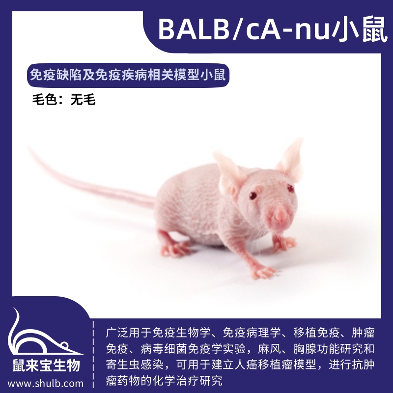 BALB/cA-nu小鼠
