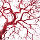 溶血性贫血（Hemolytic Anemia Model）模型