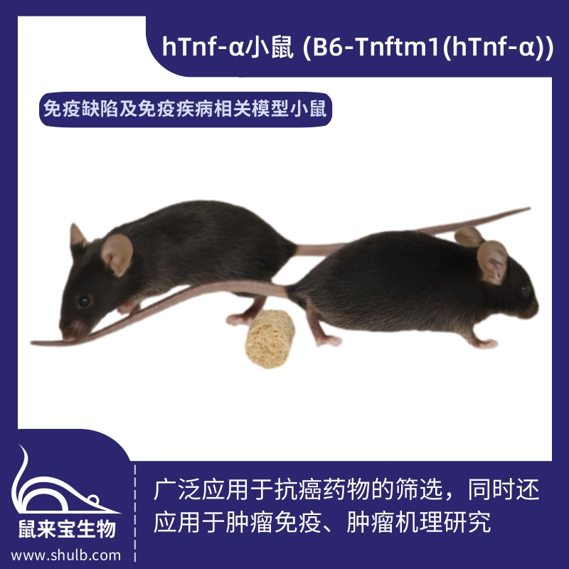 hTnf-α小鼠 (B6-Tnftm1(hTnf-α))