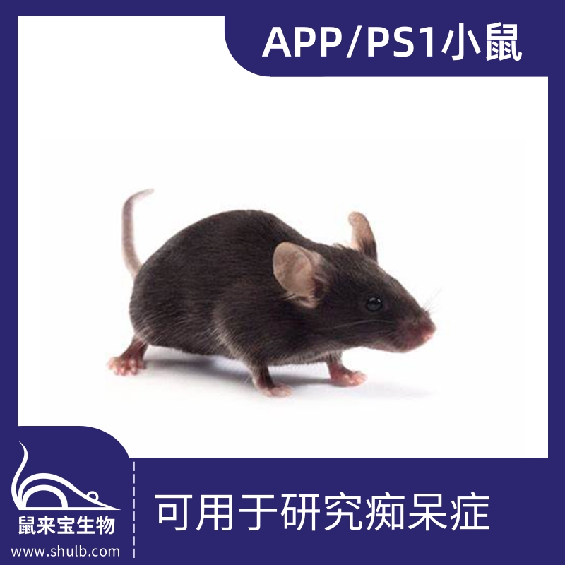 APP/PS1小鼠