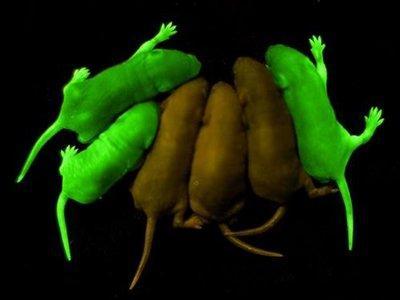 绿色荧光CAG-GFP