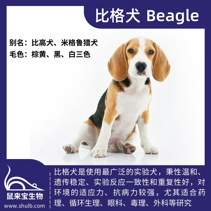比格犬 Beagle