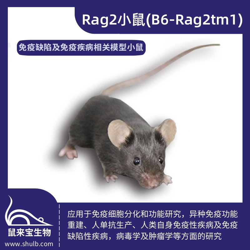 Rag2小鼠 (B6-Rag2tm1)