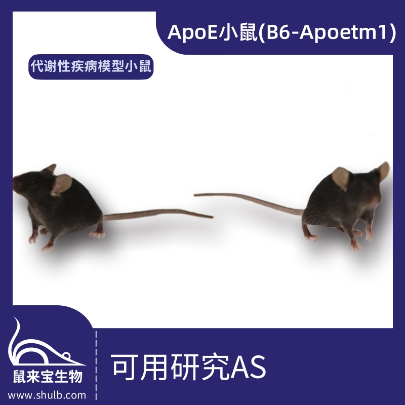 ApoE小鼠 (B6-Apoetm1)