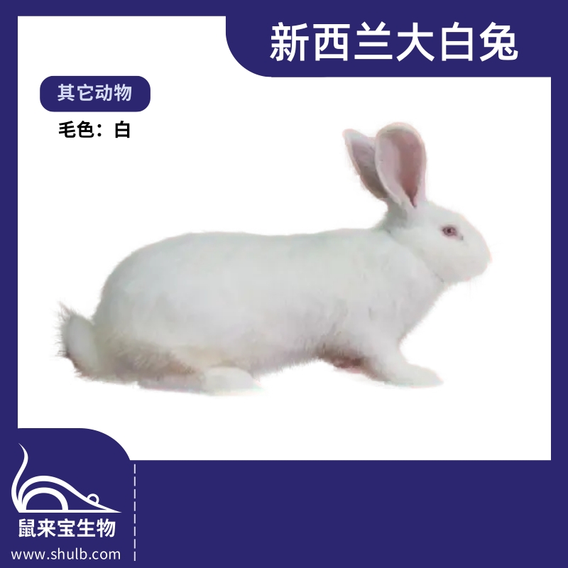 新西兰大白兔
