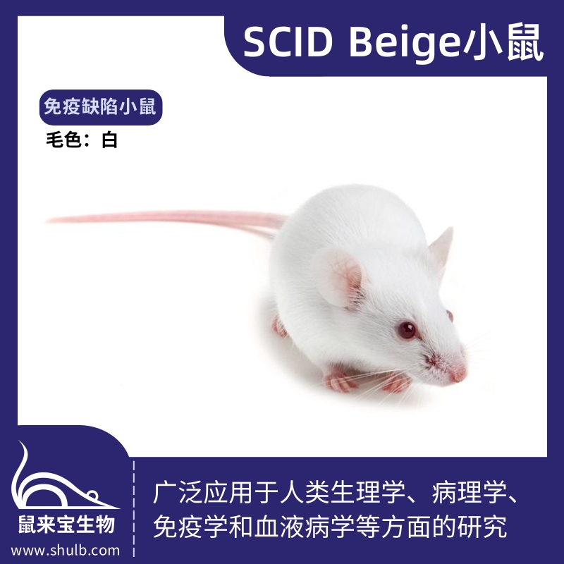 SCID Beige小鼠