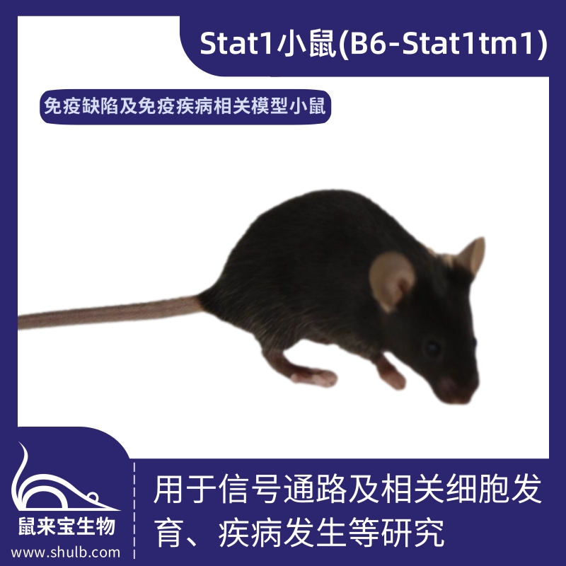 Stat1小鼠 (B6-Stat1tm1)