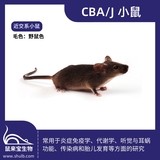 CBA/J小鼠