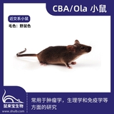 CBA/Ola小鼠