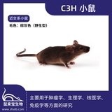 C3H小鼠