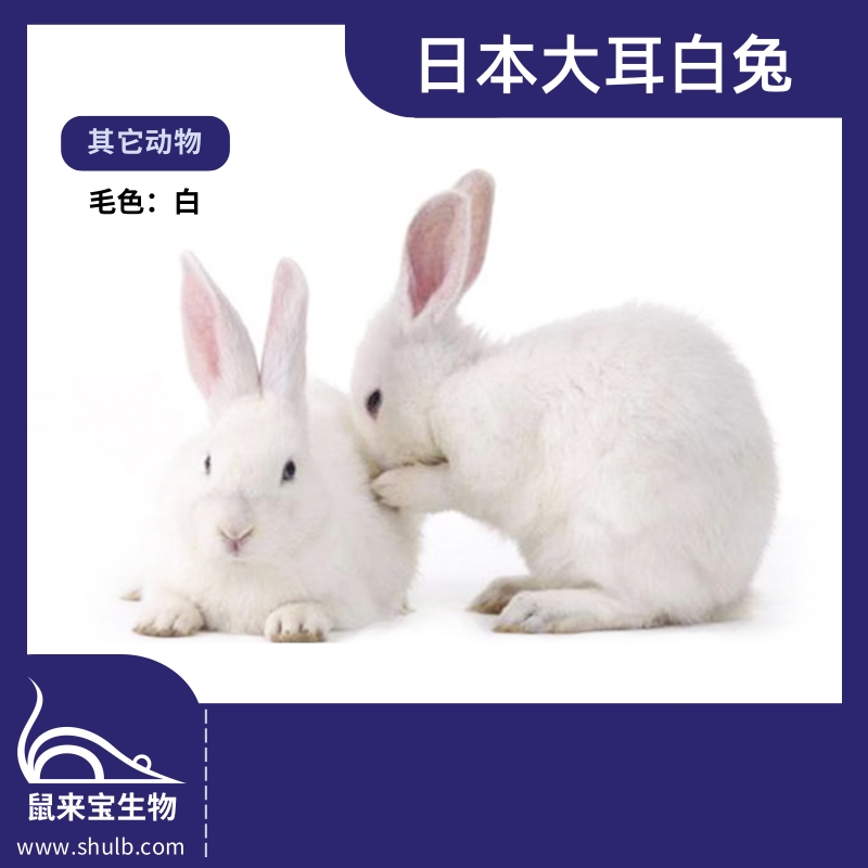 日本大耳白兔