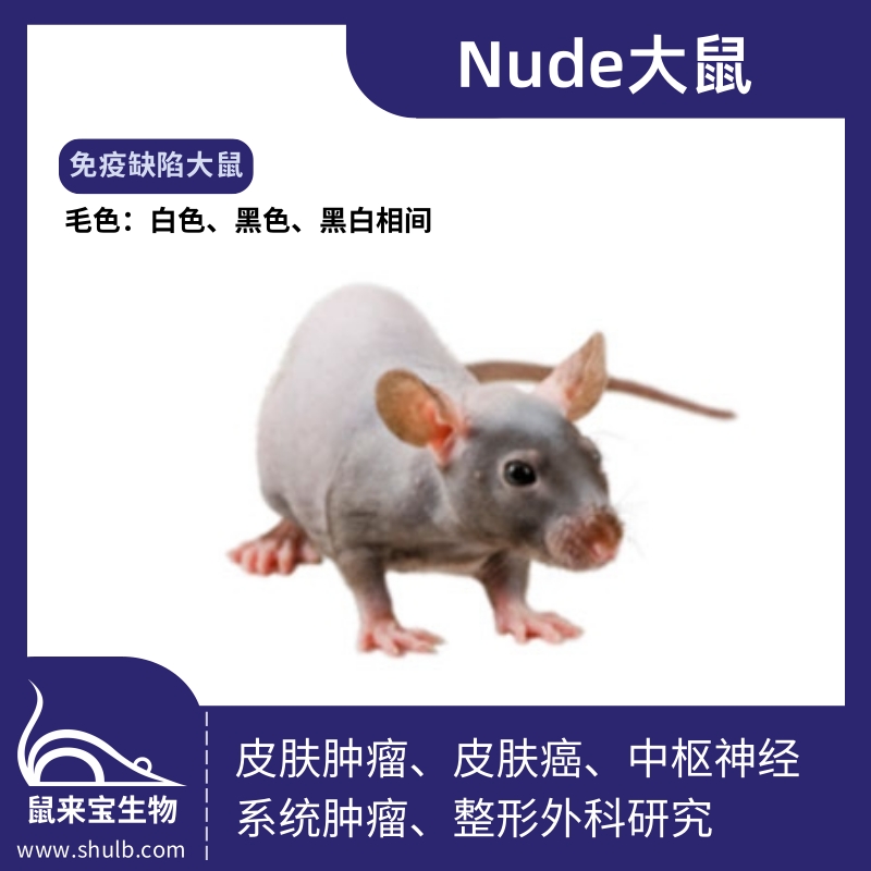 Nude大鼠