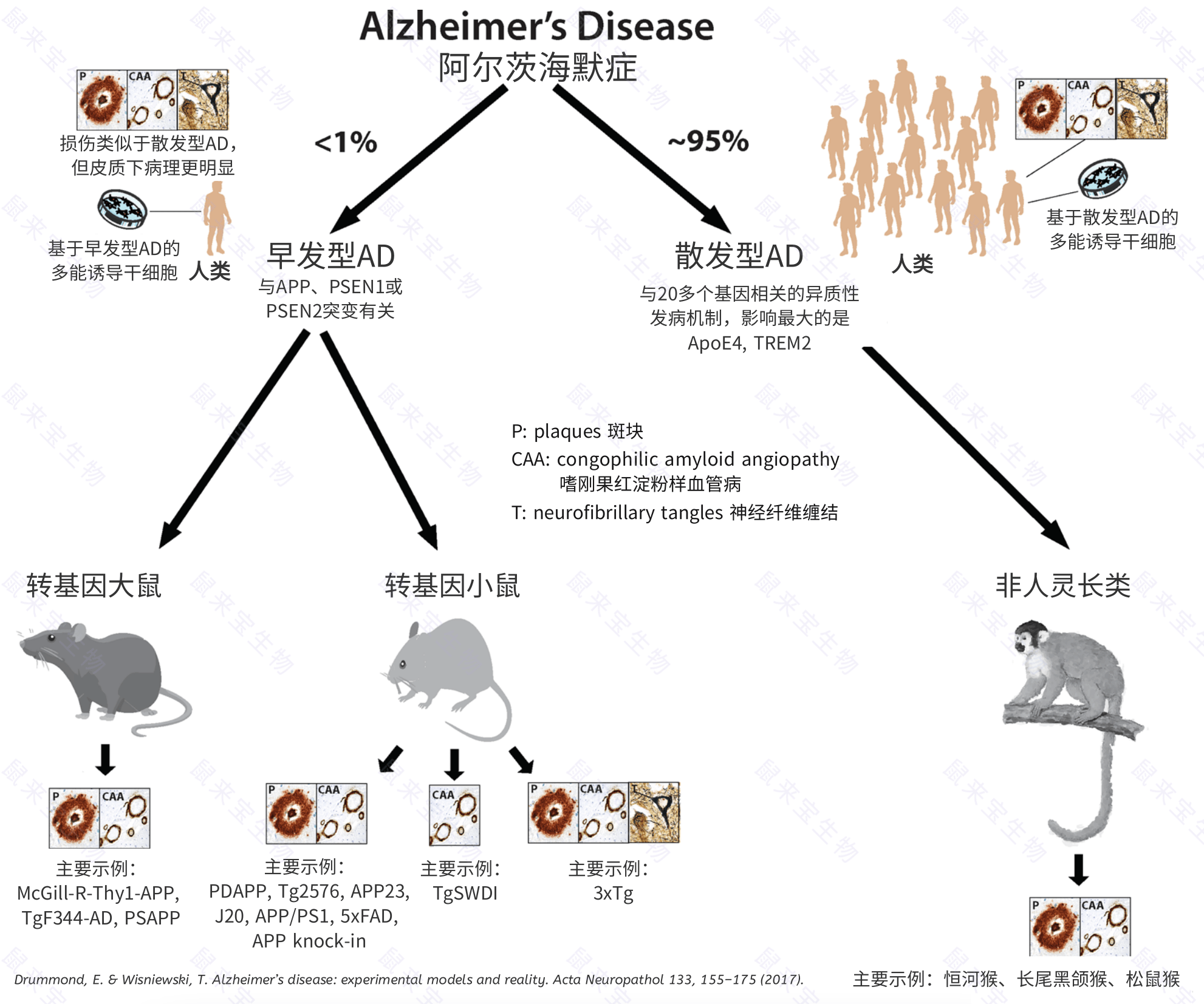 阿尔茨海默症模型分类V2.png