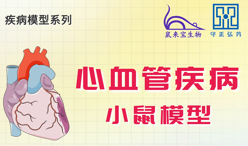 心血管疾病小鼠模型5折优惠！